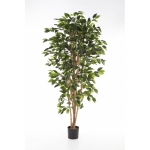 Ficus Nitida 120cm Groen